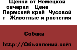 Щенки от Немецкой овчарки › Цена ­ 3 000 - Пермский край, Чусовой г. Животные и растения » Собаки   